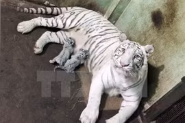 Wild tigers on verge of extinction in Vietnam