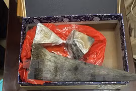 Rhino horn smuggling case busted in HCM City