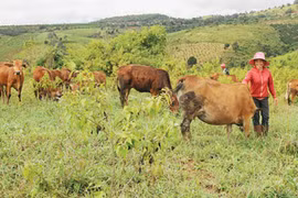 HCM City helps farmers escape poverty