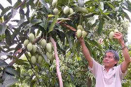 Mekong Delta urged to use advanced farming techniques