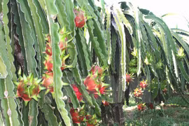 Vietnamese fruit exporters enjoy larger market in 2015