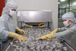 Safe shrimp production chain for export to be supervised