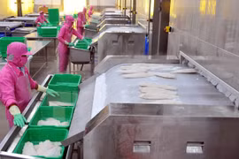Tra fish exports to UK increase sharply