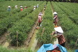 Korean group invests in chilli plantation in VN