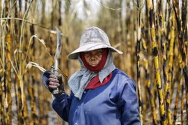 Thailand to overhaul sugar policy 