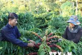 Coffee prices hit 12 month high