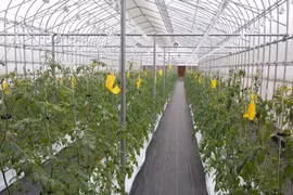 Ha Nam calls for Japanese investments in modern agriculture 