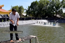 Organic shrimp farmers protect mangrove forests 