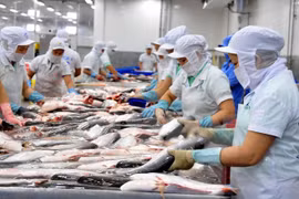 Annual Tra fish exports expected to increase 5 percent