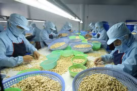 Ten-month cashew export enjoys robust growth 