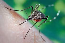 Kien Giang: Dengue fever gathers speed in island districts 