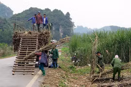 Sweet outlook for Vietnam’s sugar stocks