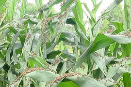 Grasshoppers attack crops in Son La