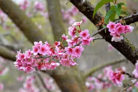 Ha Long cherry blossom festival 2016 to bloom