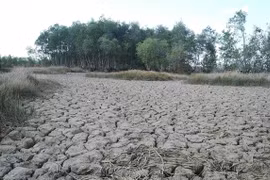Drought-hit Ben Tre bears no festival fruit