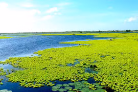 U Minh Thuong becomes Vietnam’s 8th Ramsar site