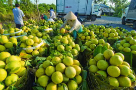 Vietnam’s vegetables export value rise