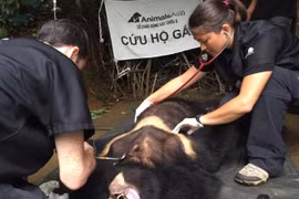 Moon bear rescued in Lam Dong province 