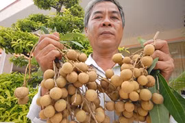 Edor longan shipped to US