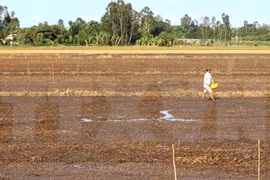 Tra Vinh loses 49.5 million USD due to drought, saline intrusion