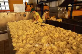 Rubber processing at a factory of Phu Rieng company. (Photo: VNA)