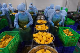 Workers process mango for export in B'LaoFood company in Can Tho city. (Photo: VNA)