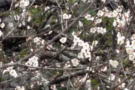 Being lost in fairyland of apricot blossoms in Moc Chau plateau
