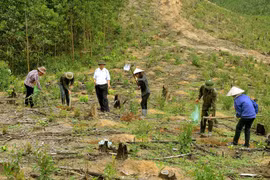 Phinh Ho: spotlight on forest protection