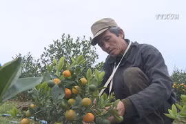 Nam Dinh kumquat market blooms as traditional Tet approaching