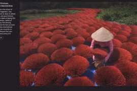 Vietnamese photos get ‘honourable mention’ at international contest