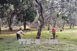 Cashew sector calls for 800 million USD credit package