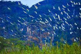 "Stork island" in Gia Lac, Ninh Binh