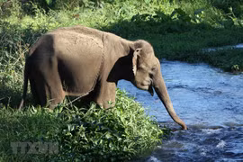 Dak Lak province moves to conserve elephants