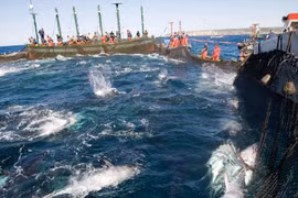 Fisheries sector urged to further improve product quality