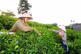Businesses, farmers struggle to develop tea brands