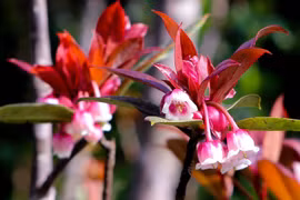 Bell-shaped peach blossoms vibrate Ba Na Hills