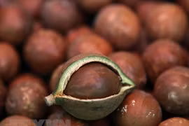 Sustainable Macadamia Development Scheme 