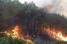 PM asks for effective preventive solutions against forest fires