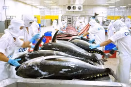 Vietnamese tuna products exported to 80 markets worldwide