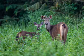 Quang Nam launches biodiversity exhibition, wildlife campaign