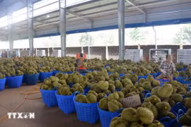 Vietnamese durian accounts for nearly 32% of China’s imports