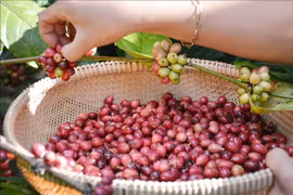 Vietnam’s coffee exports reach nearly 4.2 billion USD in 2023