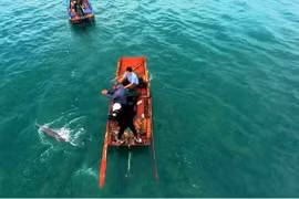 Quang Ninh: Dolphins, whales spotted multiple times around Co To island