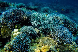 Thailand works to conserve coral reefs
