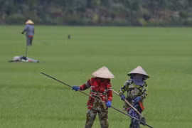 Coordination between Gov't, firms necessary to develop one-million-hectare rice project