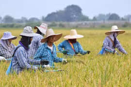 Thai farmers advised not to grow off-season rice