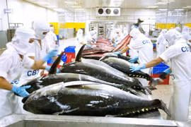 Tuna exports predicted to rebound as billion-USD earner