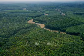 Quang Tri promotes forest protection, afforestation to reduce emissions