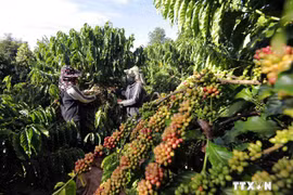 Measures sought for coffee firms to adapt to EU Deforestation Regulations