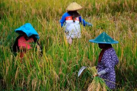 Indonesia: dry season to be less severe this year 